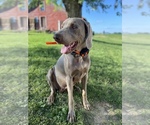 Small Photo #1 Weimaraner Puppy For Sale in ELROY, WI, USA