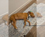 Small #1 American Staffordshire Terrier Mix