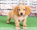 Small Dachshund