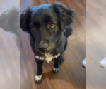 Small #4 Great Pyrenees Mix