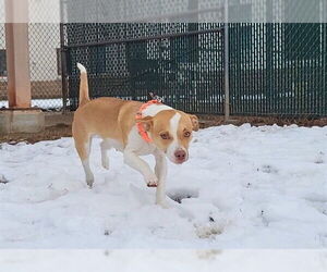 Cheagle Dogs for adoption in Springfield, MA, USA