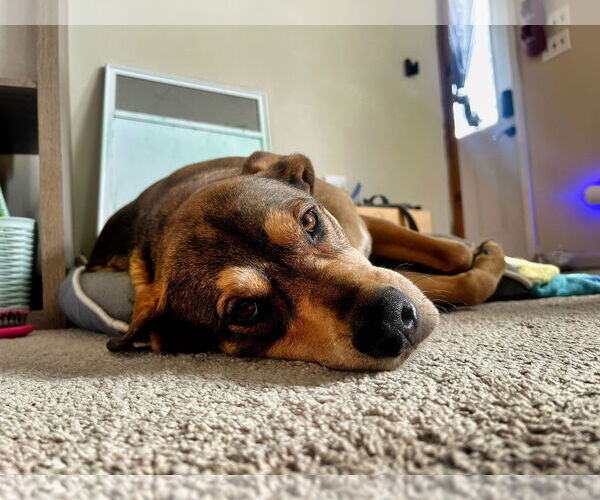 Medium Photo #2 Mutt Puppy For Sale in Minneapolis, MN, USA