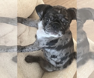 Pug Puppy for sale in HOLLISTER, CA, USA