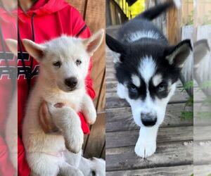 Siberian Husky Litter for sale in PINE CITY, MN, USA