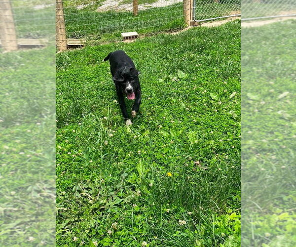 Medium Photo #12 Labbe Puppy For Sale in Osgood, IN, USA