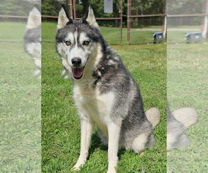 Medium Huskies -Labrador Retriever Mix