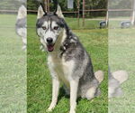 Small Huskies -Labrador Retriever Mix