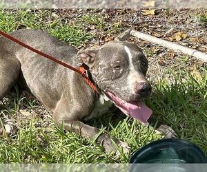 American Pit Bull Terrier-Unknown Mix Dogs for adoption in Ocala, FL, USA