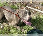 Small American Pit Bull Terrier Mix