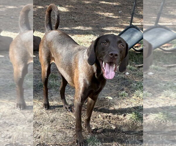 Medium Photo #3 Labrador Retriever-Unknown Mix Puppy For Sale in Boston, MA, USA