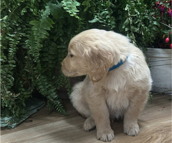 Medium Photo #2 Golden Retriever Puppy For Sale in LEAF RIVER, IL, USA