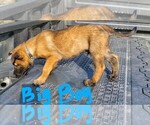 Small Photo #3 Belgian Malinois Puppy For Sale in LAKE CITY, FL, USA