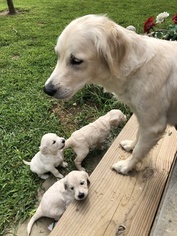 Mother of the English Cream Golden Retriever puppies born on 07/20/2018