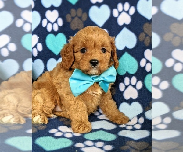 Medium Photo #1 Cavapoo Puppy For Sale in QUARRYVILLE, PA, USA