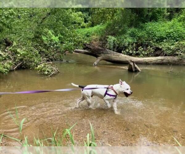 Medium Photo #5 American Pit Bull Terrier Puppy For Sale in Derwood, MD, USA