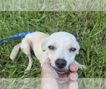 Small #3 Chihuahua Mix
