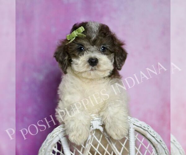Medium Photo #117 Poodle (Miniature) Puppy For Sale in WARSAW, IN, USA