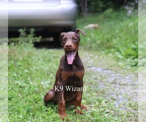 Doberman Pinscher Puppy for sale in DEEP GAP, NC, USA