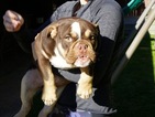 Small Photo #3 Bulldog Puppy For Sale in LA QUINTA, CA, USA