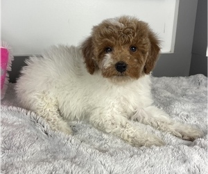 Poodle (Miniature) Puppy for sale in FRANKLIN, IN, USA
