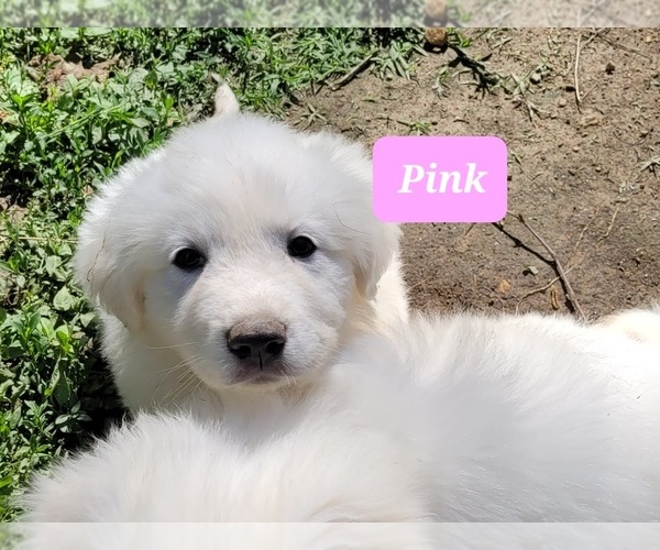 Medium Photo #4 Great Pyrenees Puppy For Sale in SCOTTSVILLE, KY, USA
