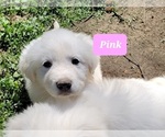 Puppy Pink collar Y Great Pyrenees