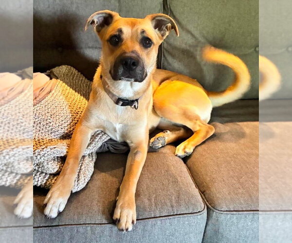 Medium Photo #4 Boxer-Unknown Mix Puppy For Sale in Burnsville, MN, USA