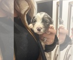 Small Photo #19 Aussiedoodle-Bernedoodle Mix Puppy For Sale in BELTON, SC, USA