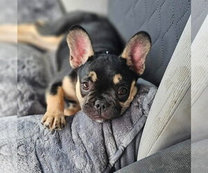 French Bulldog Dogs for adoption in Valrico, FL, USA