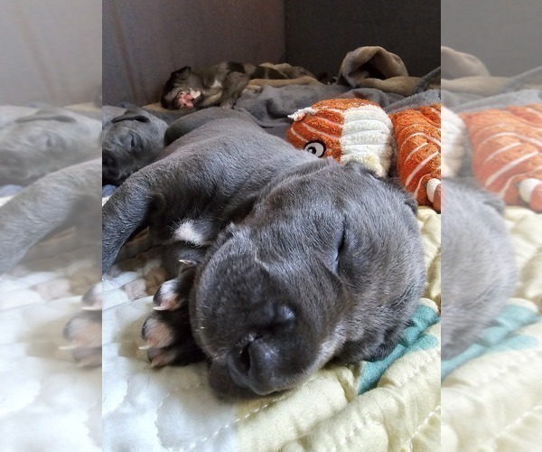 Medium Photo #46 Irish Dane Puppy For Sale in SPRINGFIELD, MO, USA