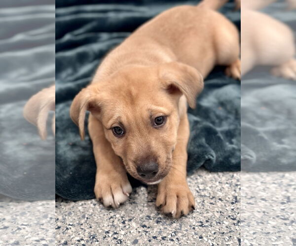 Medium Photo #1 American Pit Bull Terrier-Unknown Mix Puppy For Sale in Manahawkin, NJ, USA