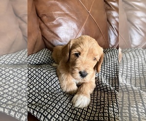 Medium Labradoodle