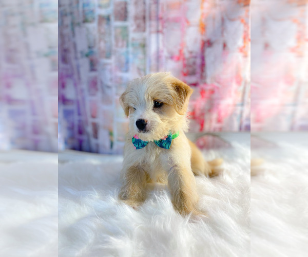 Medium Photo #2 Morkie Puppy For Sale in KINSTON, NC, USA