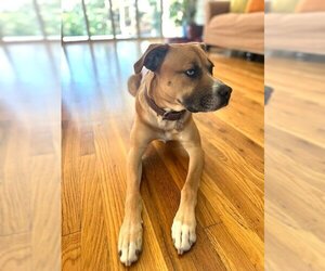 Boxer-Unknown Mix Dogs for adoption in Rowayton, CT, USA