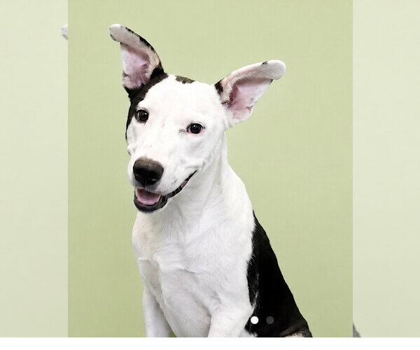 Medium Photo #4 American Staffordshire Terrier-Unknown Mix Puppy For Sale in Oakhurst, NJ, USA