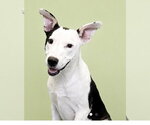 Small #3 American Staffordshire Terrier Mix