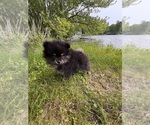 Puppy Puppy 1 Pomeranian