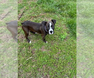 American Pit Bull Terrier-Unknown Mix Dogs for adoption in Hillsboro, MO, USA