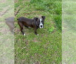Small American Pit Bull Terrier Mix