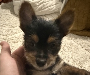Yorkshire Terrier Puppy for sale in LAKE CITY, FL, USA
