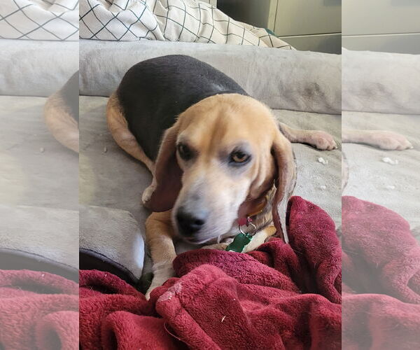 Medium Photo #2 Beagle Puppy For Sale in Las Vegas, NV, USA