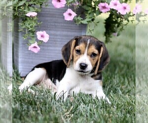 Beagle Puppy for sale in STRASBURG, PA, USA