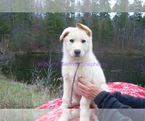 German Shepherd Dog Puppy for Sale in PIEDMONT, Missouri USA