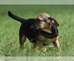 Small #2 Mutt