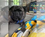 Small #1 Pug