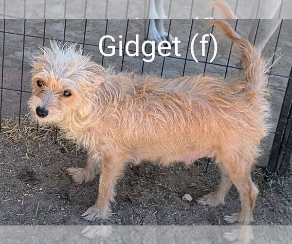 Medium Photo #1 Mutt Puppy For Sale in San Bernardino, CA, USA