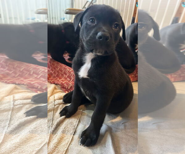 Medium Photo #3 Mutt Puppy For Sale in St. Louis Park, MN, USA