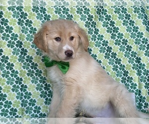 Anatolian Shepherd-Golden Retriever Mix Puppy for sale in LANCASTER, PA, USA