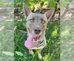 Small Siberian Husky Mix