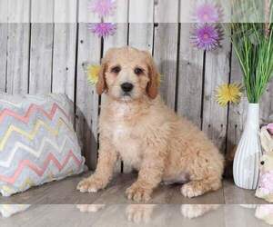 Pyredoodle Puppy for sale in MOUNT VERNON, OH, USA